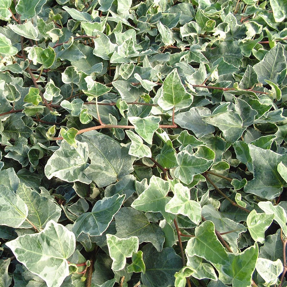 Hedera helix Glacier